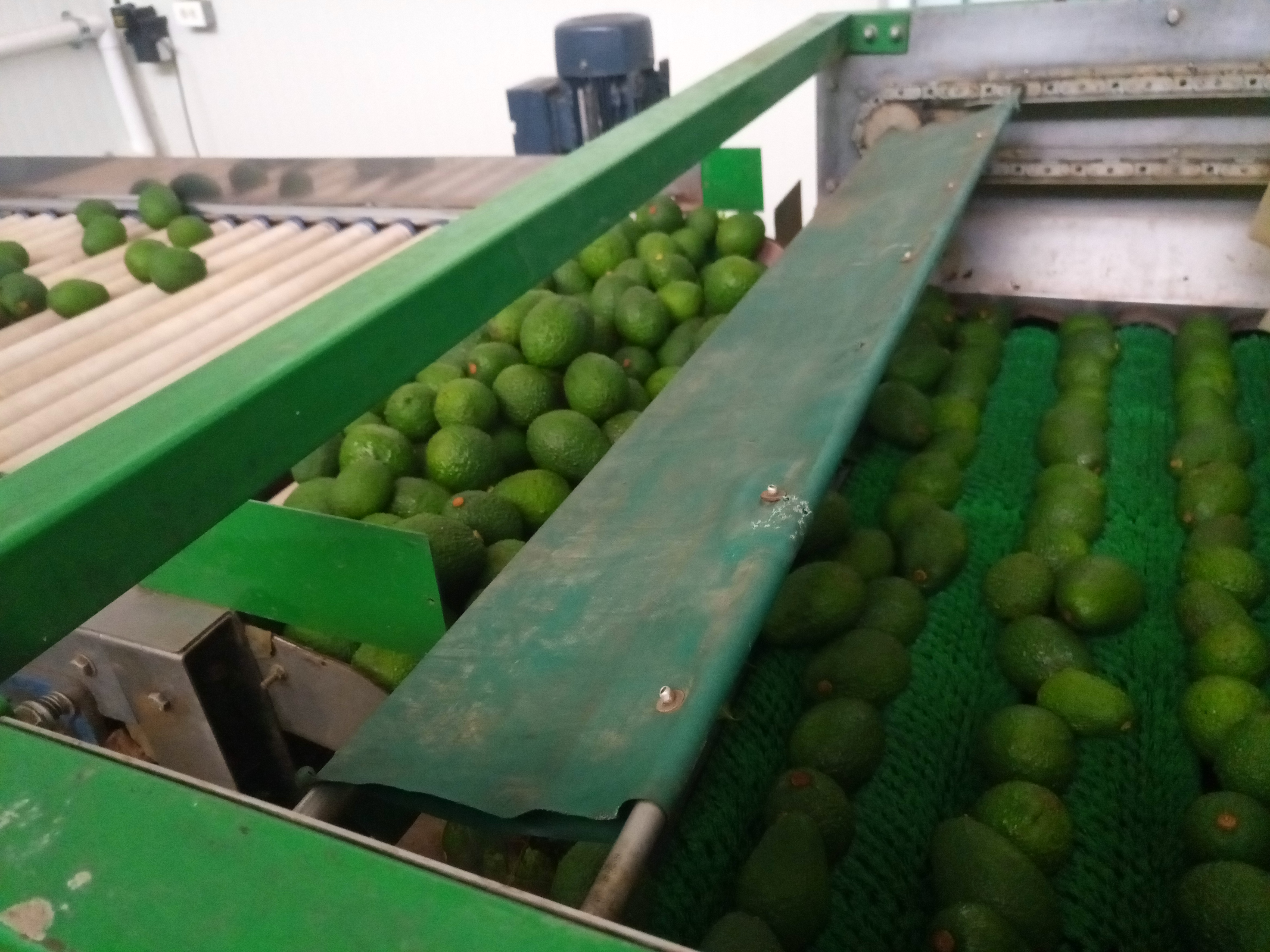 Fruta fresca Dorado División